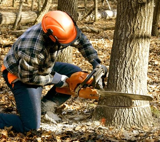 Tree Removal in Blessing, TX